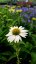 ECHINACEA PURP. PRAIRIE SPLENDOR COMPACT WHITE
