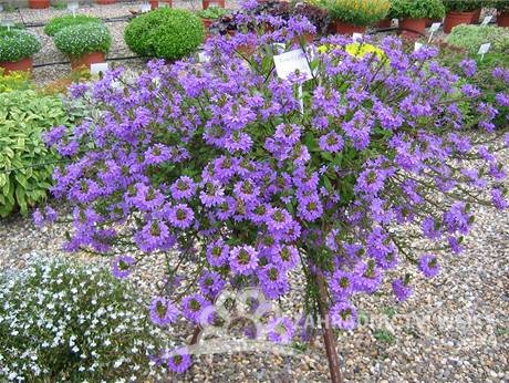 SCAEVOLA - VĚJÍŘOVKA FIALOVÁ
