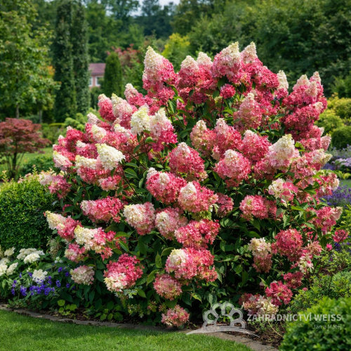 HORTENZIE LATNATÁ - HYDRANGEA MELBA FRAISE