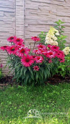 ECHINACEA SENSATION WILD ROMANCE