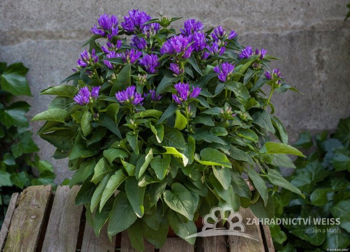 CAMPANULA GLOMERATA GENTI BLUE