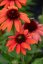 ECHINACEA RED PEARL