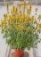 AGASTACHE KUDOS YELLOW