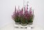 KYPREJ - LYTHRUM HYBR. LUMINARA LILAC