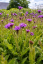 SPORÝŠ - VERBENA RIGIDA VENOSA LILAC