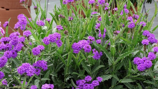 VERBENA RIGIDA SANTOS - SPORÝŠ TUHÝ