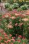 ACHILLEA MILLEFOLIUM SASSY SUMMER TAFFY