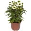 ECHINACEA PRAIRIE SPLENDOR WHITE COMPACT