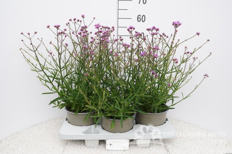 SPORÝŠ ARGENTÝNSKÝ – VERBENA BONARIENSIS LOLLIPOP