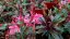GAURA GARDIS PETIT PINK