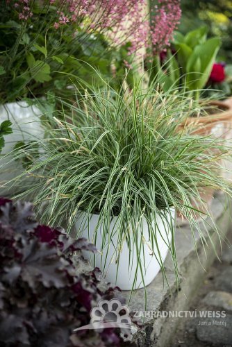 OSTŘICE JAPONSKÁ - CAREX OSHIMENSIS EVEREST