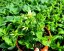 PHLOX PANICULATA FLAME PRO WHITE ®