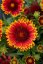 KOKARDA - GAILLARDIA "SPINTOP ORANGE HALO"
