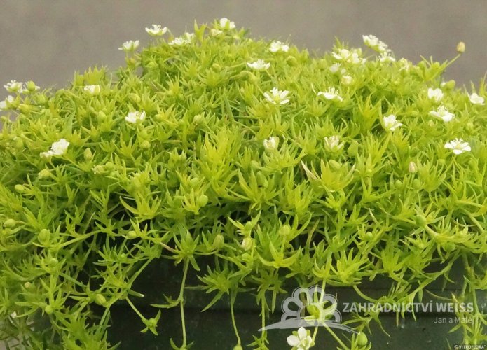 SAGINA SUBULATA - ÚRAZNÍK - LIME
