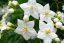 SOLANUM JASMINOIDES - LILEK JASMÍNOKVĚTÝ