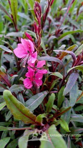 GAURA FLAMINGO PINK