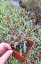 GAURA FLAMINGO PINK