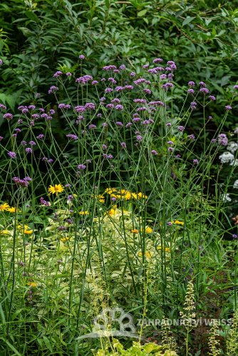 VERBENA BONARIENSIS - SPORÝŠ ARGENTINSKÝ