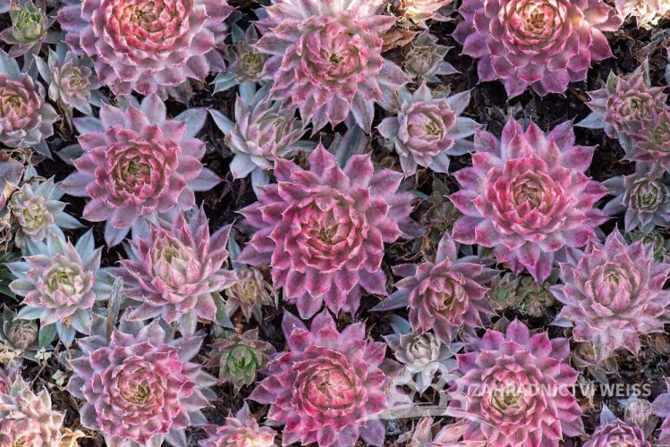 NETŘESK - SEMPERVIVUM CAPRICORN
