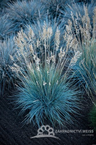FESTUCA GLAUCA AZURIT