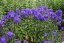PHLOX PANICULATA BLUE PARADISE