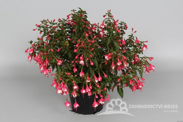 FUCHSIA LADY THUMB