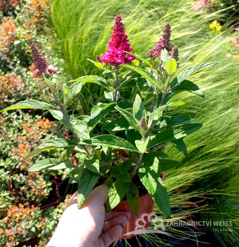 MOTÝLÍ KEŘ - BUDDLEJA BUTTERFLY CANDY LITTLE RUBY