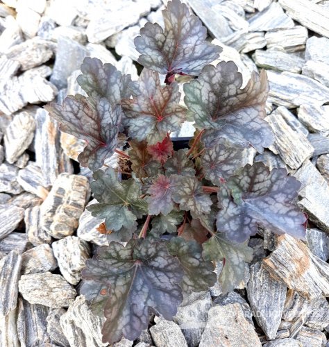 HEUCHERA - "GLITTER"