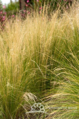 KAVYL PEŘOVITÝ - "STIPA PONYTAILS"