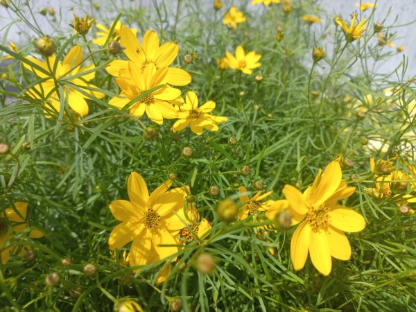 COREOPSIS VERTICILLATA IMPERIAL SUN