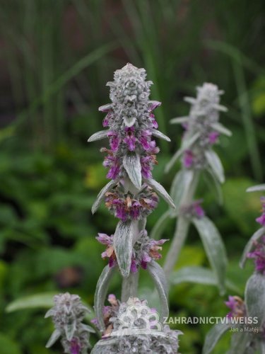 ČISTEC VLNATÝ - STACHYS BYZANTINA