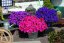 PETUNIE - PETUNIA SUPRISE „ SPARKLING RED“