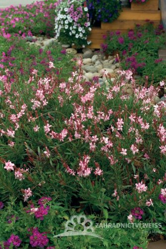 GAURA LINDHEIMERI – GEYSER PINK