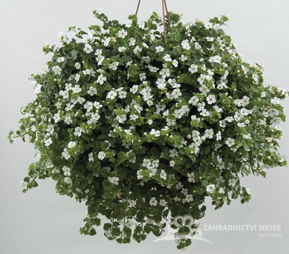 BACOPA - BAKOPA BÍLÁ