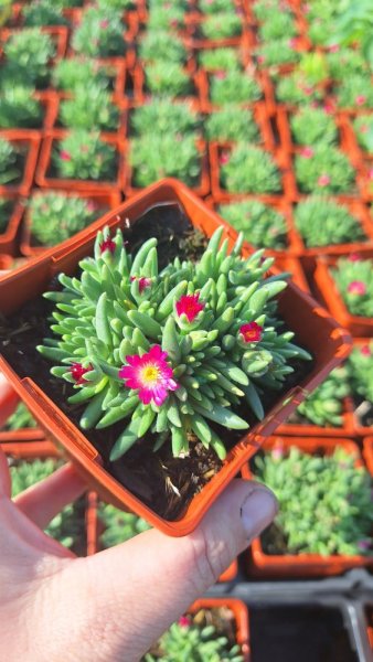 DELOSPERMA COOPERI JEWEL OF DESERT AMETHYST