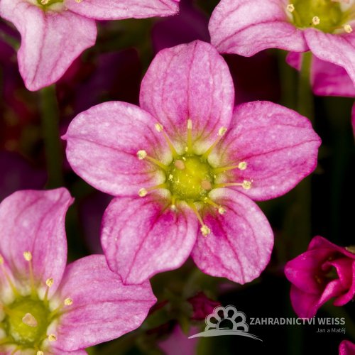 SAXIFRAGA RŮŽOVÁ - ROSEA
