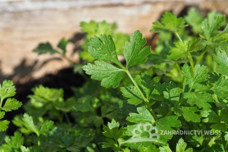 PETRŽEL HLADKÁ