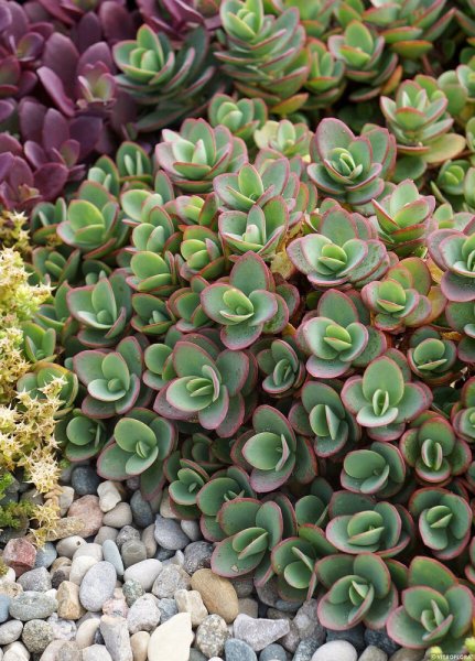 SEDUM SUNSPARKLER " LIME ZINGER"  ®