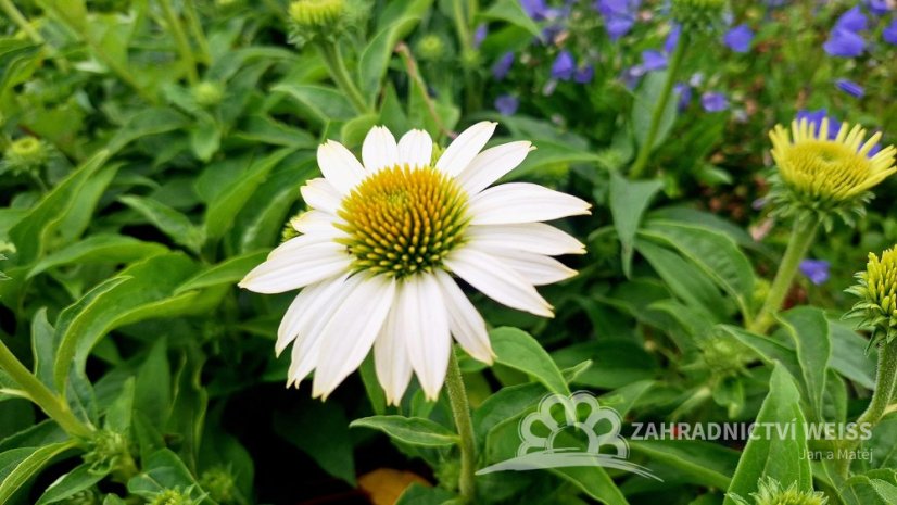 ECHINACEA PURP. PRAIRIE SPLENDOR COMPACT WHITE