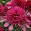 ECHINACEA HYBR. SOUTHERN BELLE