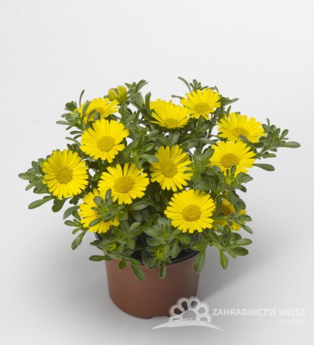 ASTERISKUS - AURELIA GOLD