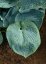 HOSTA HYBRIDE BIG DADDY