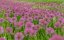 OKRASNÝ ČESNEK - ALLIUM HYBRIDA MILLENIUM