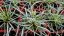 CAREX OSHIMENSIS MOONLIGHT