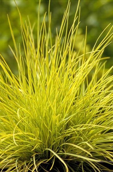 FESTUCA GLAUCA – GOLDEN TOUPEE