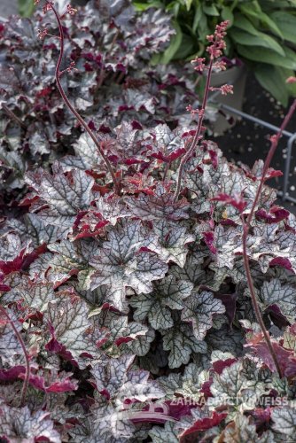 HEUCHERA WORLD CAFFE CORRETTO