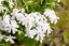 PHLOX SUBULATA SPRING WHITE