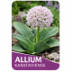 OKRASNÝ ČESNEK - ALLIUM KARATAVIENSE