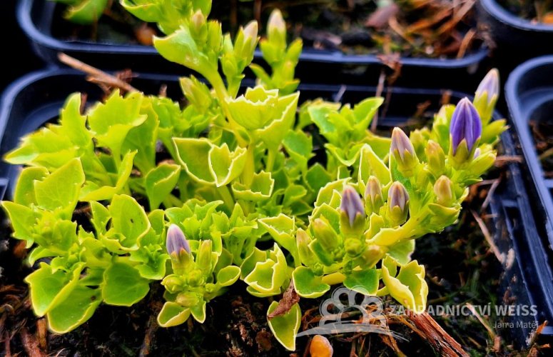 CAMPANULA GARGANICA DICKSON´S GOLD