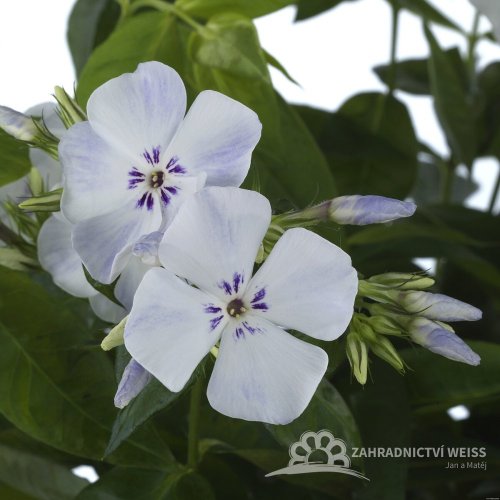 FLOX VZPŘÍMENÝ– PHLOX PANICULATA FLAME ® PRO LIGHT BLUE
